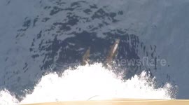 Dolphin Run After Boat With His Friends on The Sea To Go to A Beautiful Simeulue Island
