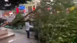 Tree blown over by strong winds narrowly misses pedestrian in southern China