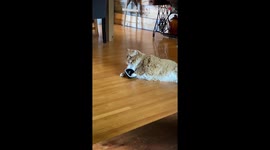 'I'm still waiting...' Hilariously impatient cat bangs food bowl when dinner is delayed
