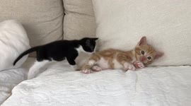 Adorable orphaned kitten makes a friend but isn’t sure how to interact with him