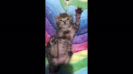 Big stretches for a tiny orphaned kitten with a milk mustache in South  Africa