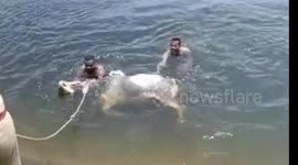 Firefighters and villagers team up to rescue ox from body of water in India