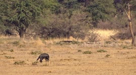 Honey badger on the hunt for scorpions and mice in the Kalahari desert
