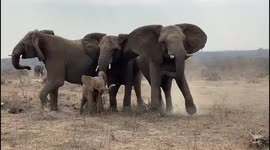 Watch the touching moment an orphaned albino elephant is greeted by her new herd