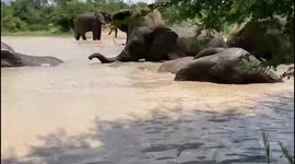 Orphaned albino elephant, Khanyisa, swims in the dam in South Africa with her herd of rescued elephants