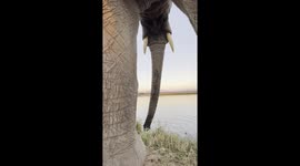 Enjoy watching this rescued orphaned elephant drink water from a completely different angle!