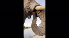 Take a look at this elephant's POV as it drinks from South African watering hole