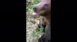 Brown Bear Tom from Russia