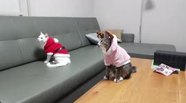 Dance Christmas carols with cats.