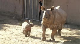 Zookeepers apply mud to 5-week-old rhino to keep her safe in the sun