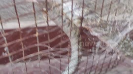 RAT SNAKE TRAPPED  IN A IRON  net. Place : Tamil Nadu south part of India.