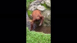 Orangutan sunglasses raw footage 1