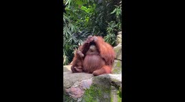 Orangutan sunglasses raw footage 2