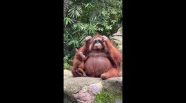 Orangutan sunglasses raw footage 3