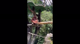 Orangutan sunglasses raw footage 4