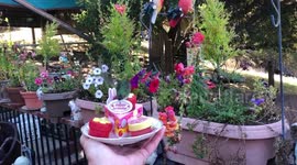 Hummingbirds enjoy birthday cake offered to them by California filmer