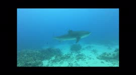 Here Kitty, kitty....A Tiger Shark encounter