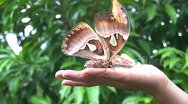Giant moth bigger than a palm amazes locals in Thailand