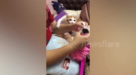 Protective pet cat bites owner's arm while owner feeds newborn kitten