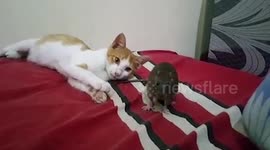 Bizarre scene shows cat cuddling with rat