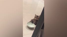 Cagey-looking cat clamors to be fed
