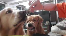 Hilarious scene shows Golden Retriever getting jealous when another pooch gets food
