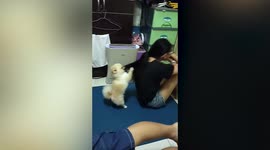Determined dog doesn't let owner workout