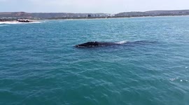 Mother and calf Southern Wright whale swims past out boat whilst on sea