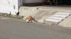 Cat Sharing His Love to His Lovely Lover