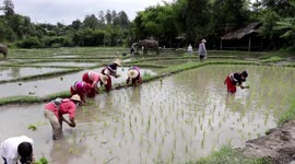 Elephant and mahout help plant rice after being left out of work during Covid-19 pandemic