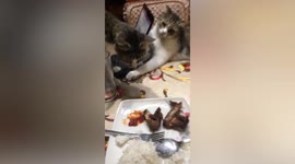 Hilarious moment cat prevents his brother from taking his food