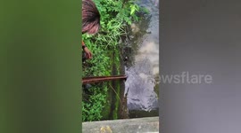Stray dog stranded in canal rescued by passing worker