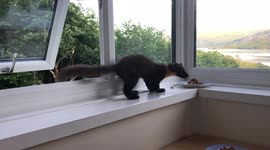 Cheeky family of pine martens break through a man's window to feast on snacks in Kilchoan, Scotland