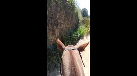 Bushy Valley Horse Riding. Great