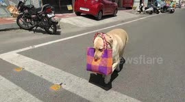 Dog goes shopping everyday and return with a bag full of  groceries, vegetables and meat in South India.