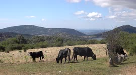 Free cows eating grass in front of a late, 4K video, nature audio