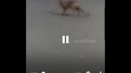 Urban fox on the prowl in Islington, London