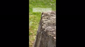 Flying Ant Day in the UK and why it Happens