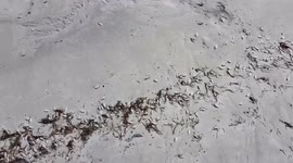 Red tide in Florida causes over death of 1200 tons of fish and other marine animals
