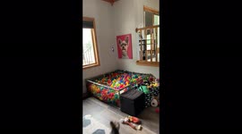 Dogs jump into ball pit and play tug o war