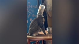 Curious cat has head stuck in cookie jar