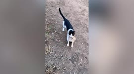 Caring father cat carries kitten home