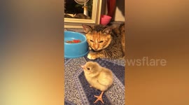 Adorable baby chick relaxes on pet cat’s head in unlikely friendship