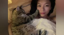Adorable cat massages owner’s face in bed