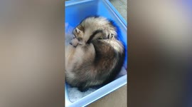 Siberian Husky hits ice bucket to cool off, sleep