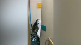 Huge monitor lizard hides in factory’s toilet after scaring employees