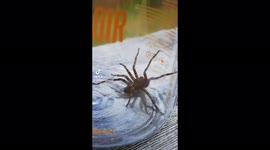 Canadian woman startled by GIANT wolf spider in her home