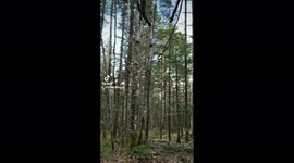 Clingy Vizsla hitches a piggy back ride from his dog walker