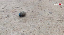 ''Ain't No Stoppin' Us Now' - Dung Beetles ROLL a Ball of Dung '