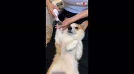 Corgi utterly relaxed as its paws are given a deep clean